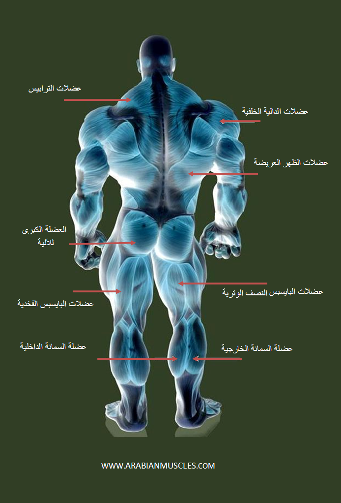 توضيح للرسم التشريحي لأهم العضلات الهيكلية في رياضة بناء الأجسام